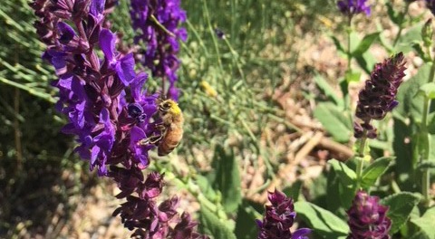 Bee on Flower